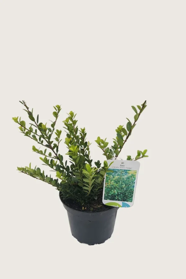 Japansk-Järnek-'Green-Hedge'-Kruka-Outlet-15cm.webp
