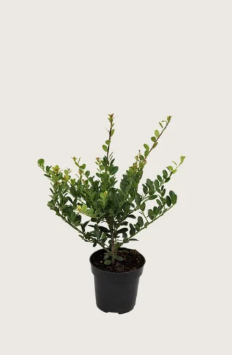 Japansk-Järnek-'Green-Hedge'-Kruka-Outlet-60cm.webp