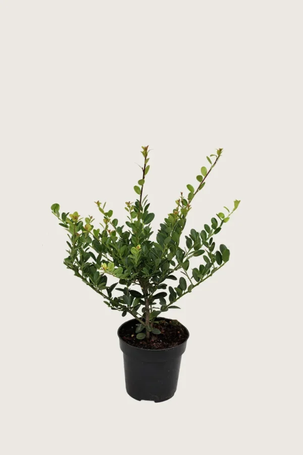 Japansk-Järnek-'Green-Hedge'-Kruka-Outlet-80cm.webp