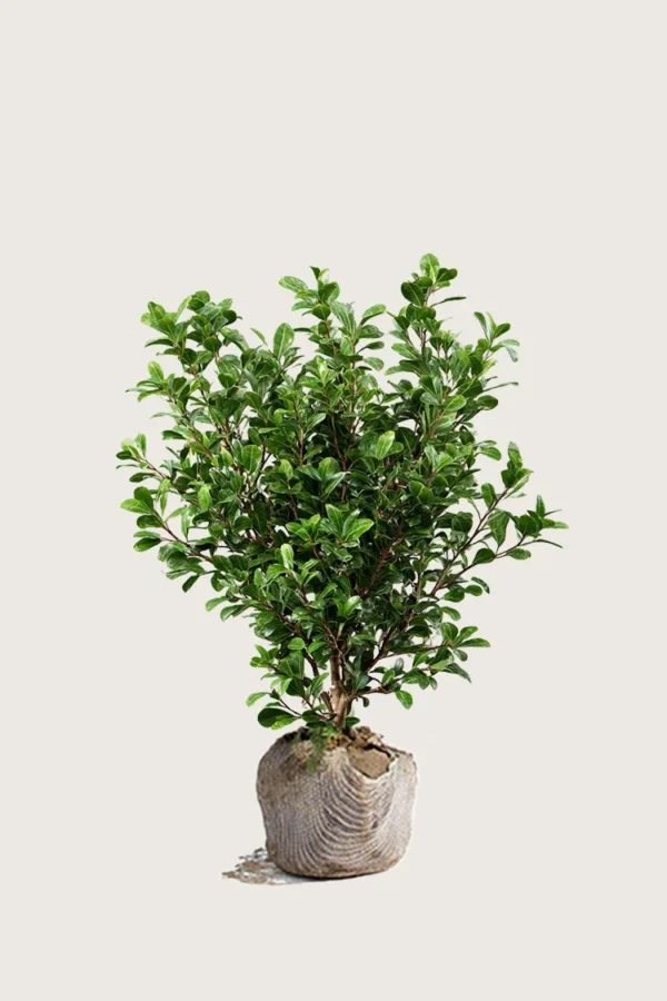 Japansk-Järnek-'Green-Hedge'-Rotklump-Grenad-40cm.webp