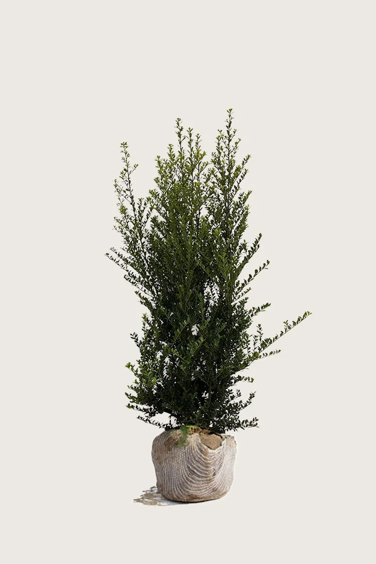 Japansk-Järnek-'Green-Hedge'-Rotklump-Välgrenad-175cm.webp