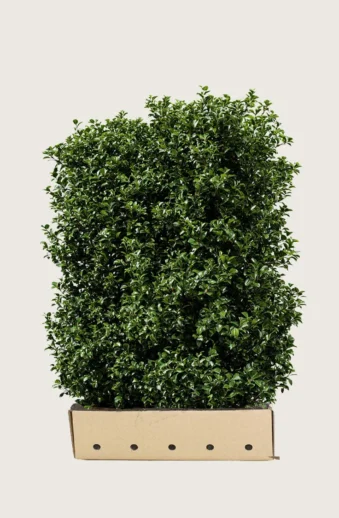 Järnek-Heckenpracht-Färdig-häck-Välgrenad-120cm.webp