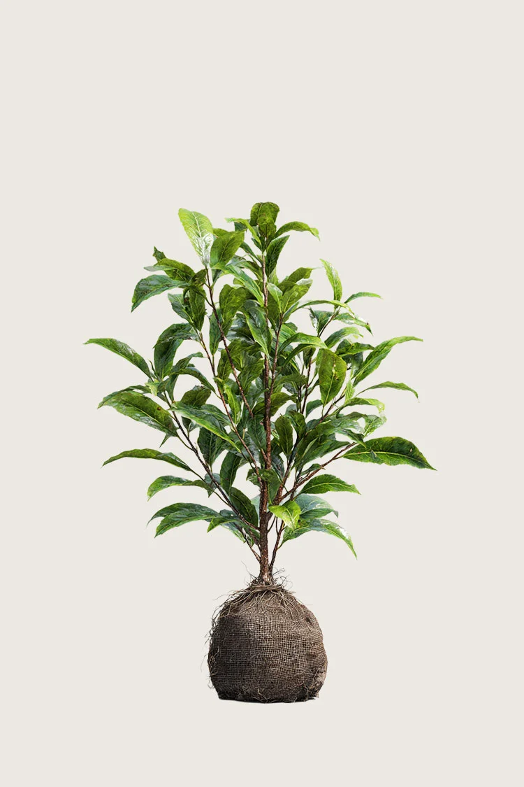 Selected Product