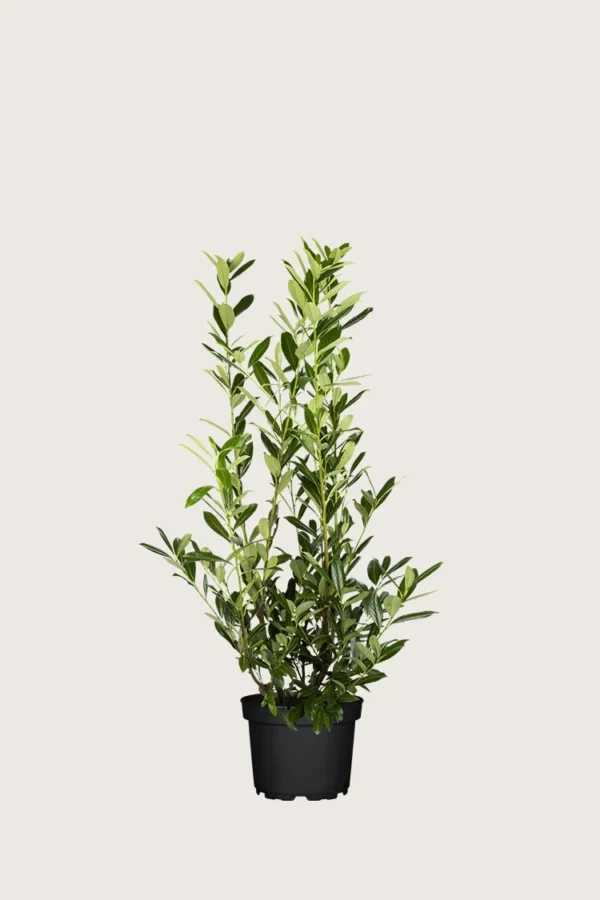 Lagerhägg-Caucasica-Kruka-Välgrenad-80cm.webp
