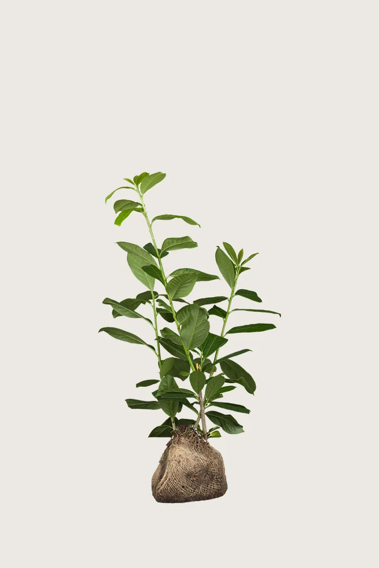 Selected Product