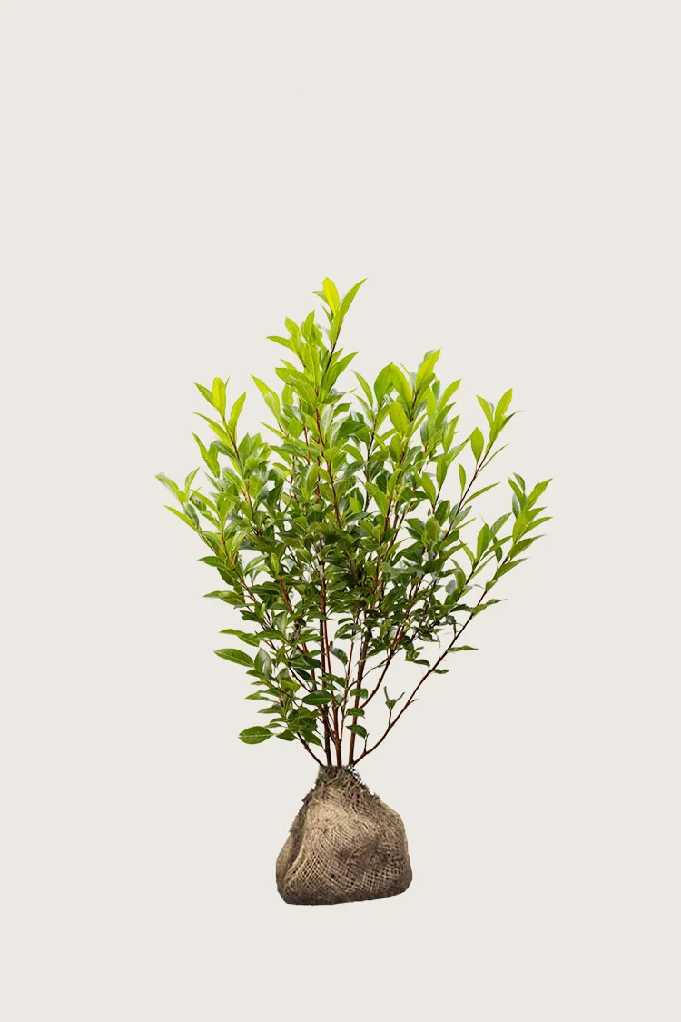 Selected Product