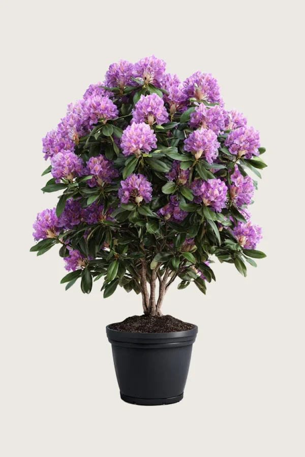 Mörklila-Rhododendron-Färdig-häck-Välgrenad-250cm.webp