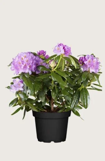 Mörklila-Rhododendron-Kruka-Grenad-100cm.webp