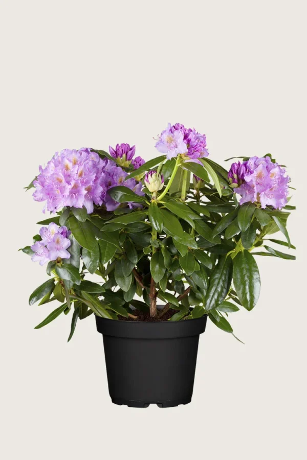 Mörklila-Rhododendron-Kruka-Grenad-60cm.webp
