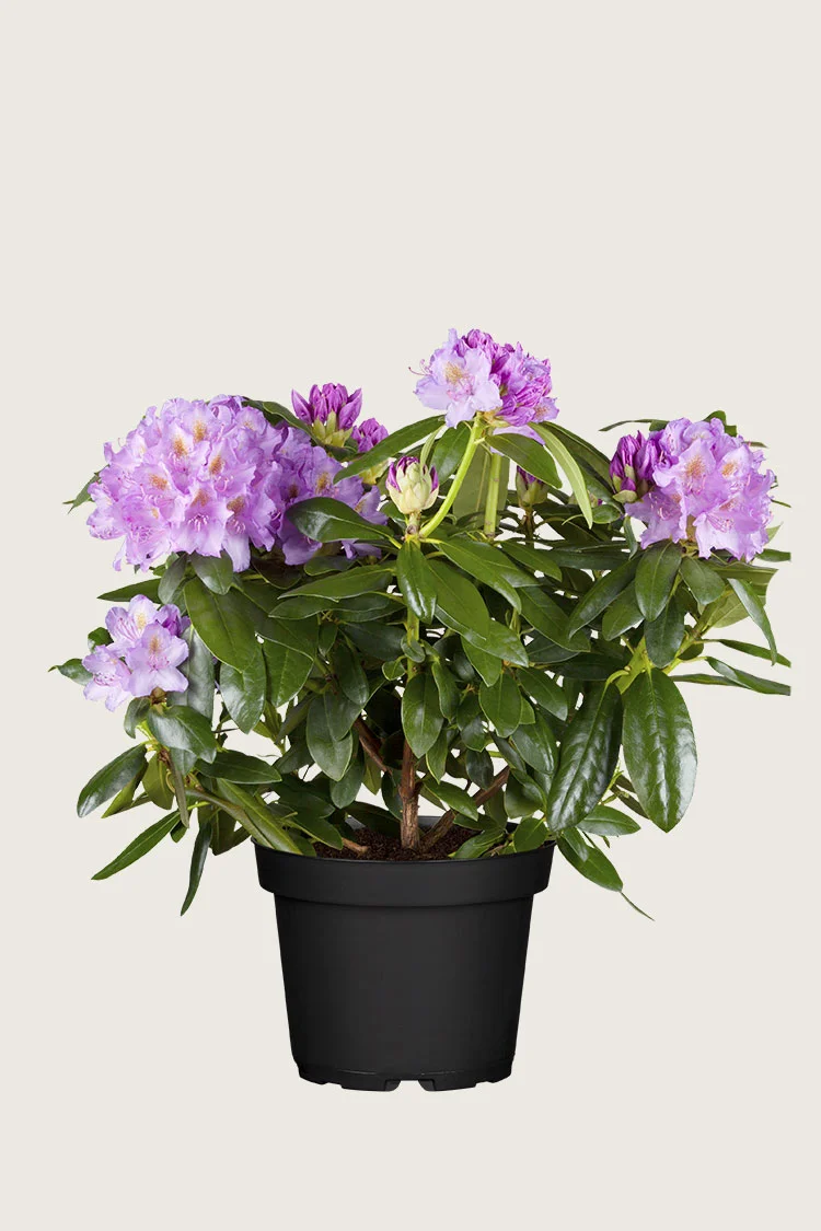 Mörklila-Rhododendron-Kruka-Grenad-80cm.webp