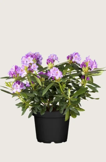 Mörklila-Rhododendron-Kruka-Välgrenad-80cm.webp