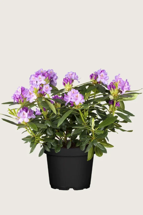 Mörklila-Rhododendron-Kruka-Välgrenad-80cm.webp