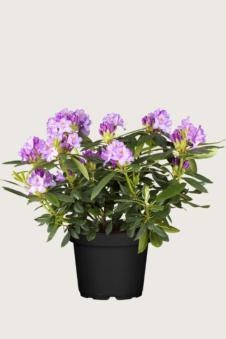 Mörklila-Rhododendron-Kruka-Välgrenad-80cm.webp