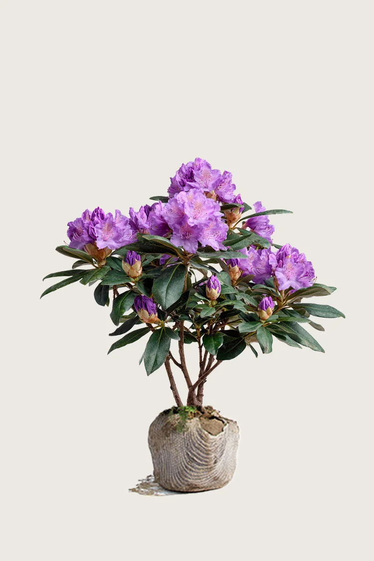 Mörklila-Rhododendron-Rotklump-Grenad-60cm.webp