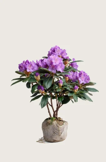 Mörklila-Rhododendron-Rotklump-Grenad-80cm.webp