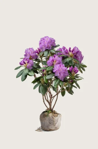 Mörklila-Rhododendron-Rotklump-Välgrenad-80cm.webp