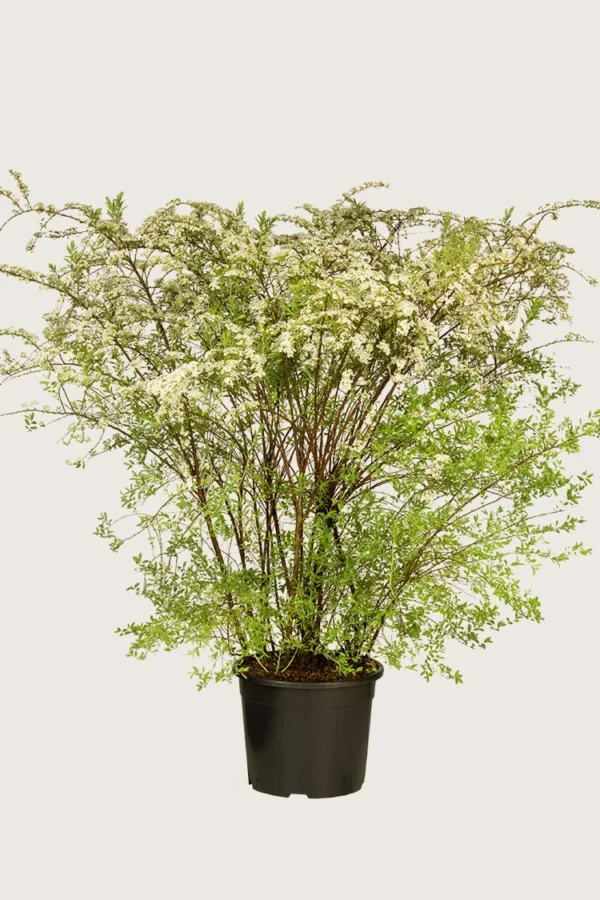 Norskspirea-Kruka-Välgrenad-100cm.webp