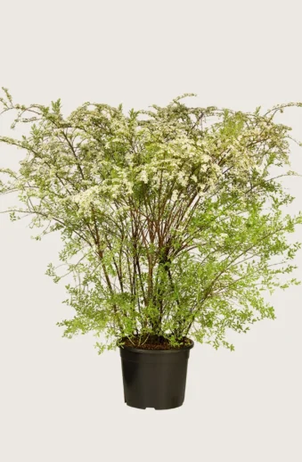 Norskspirea-Kruka-Välgrenad-125cm.webp