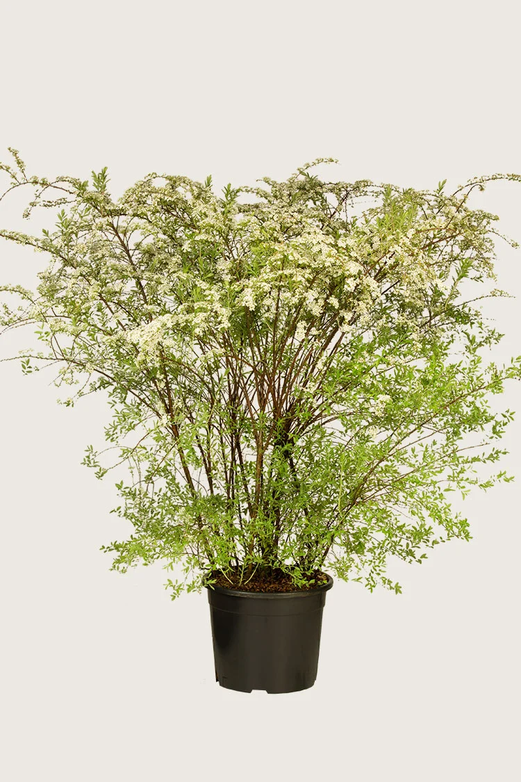 Norskspirea-Kruka-Välgrenad-125cm.webp