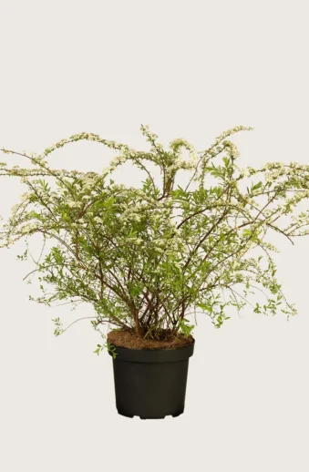 Norskspirea-Kruka-Välgrenad-40cm.webp