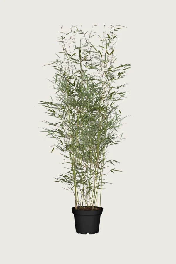 Pandabambu-Robusta-Kruka-Grenad-150cm.webp