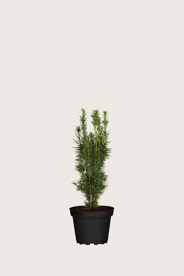 Selected Product
