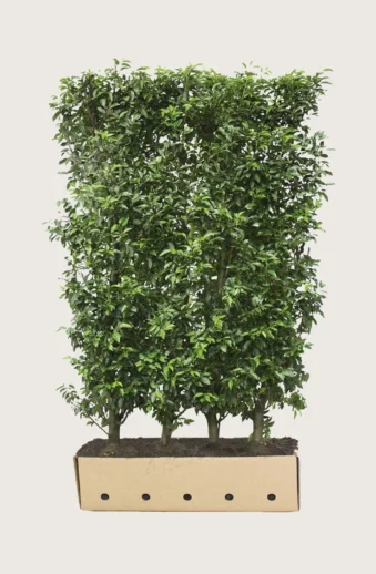 Portugisisk-lagerhägg-Färdig-häck-Välgrenad-300cm.webp