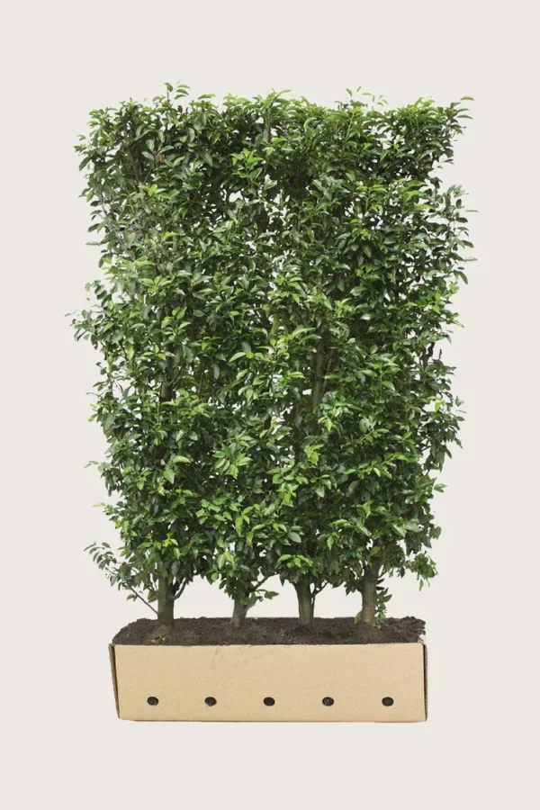 Portugisisk-lagerhägg-Färdig-häck-Välgrenad-300cm.webp
