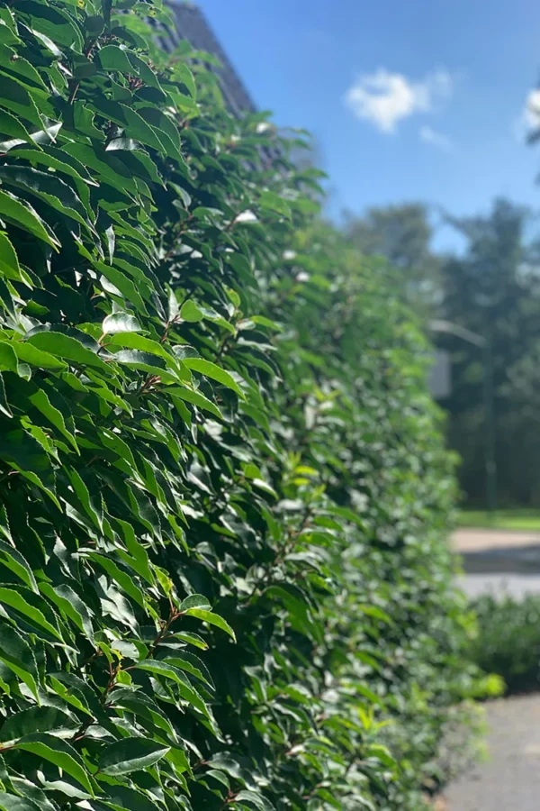 Portugisisk lagerhägg