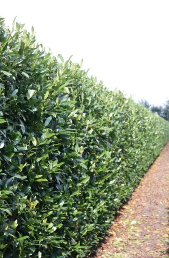 Lagerhägg Herbergii