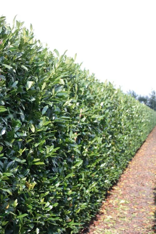 Lagerhägg Herbergii