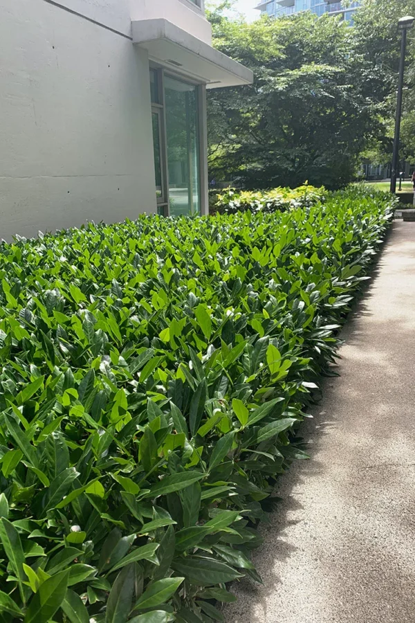 Lagerhägg Otto-Luyken