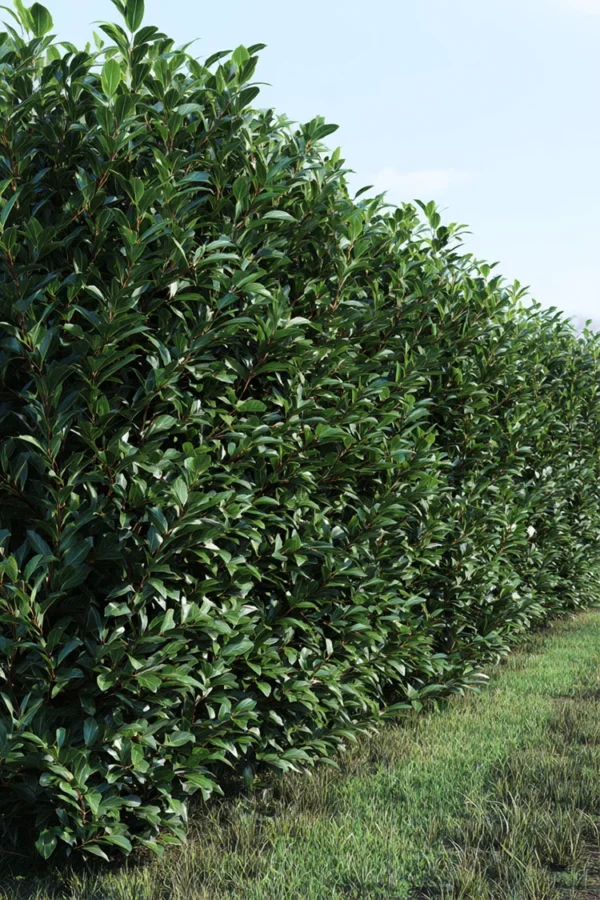 Lagerhägg Bonaparte