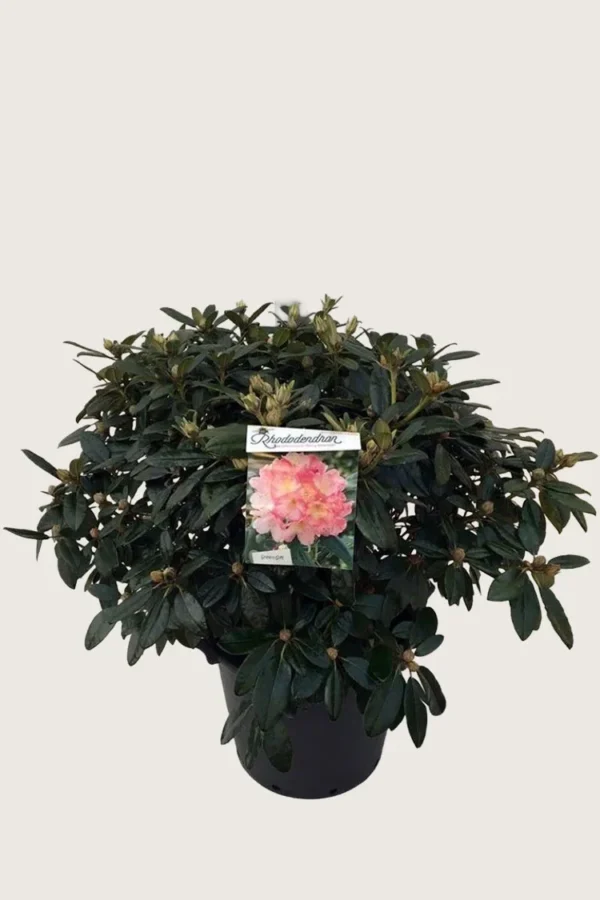 Rhododendron-yakushimanum-Kruka-Grenad-30cm.webp