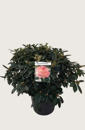 Rhododendron-yakushimanum-Kruka-Grenad-60cm.webp