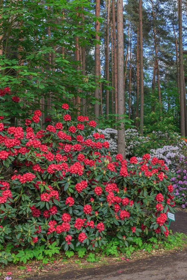 Röd Rhododendron