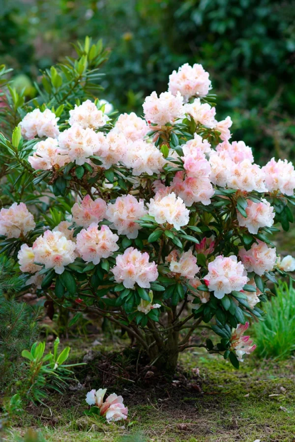 Rhododendron yakushimanum