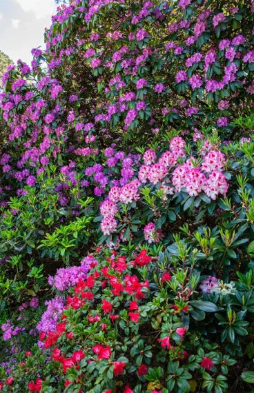 Blandad rhododendron