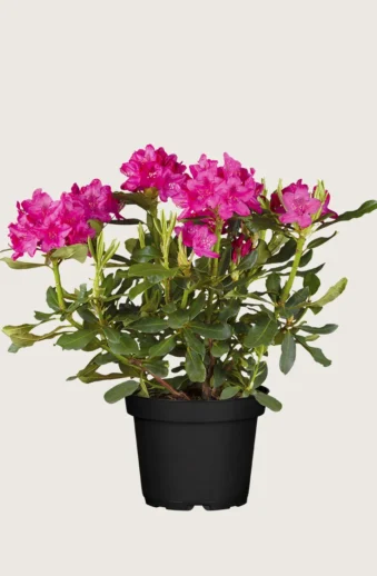 Röd-Rhododendron-Kruka-Välgrenad-100cm.webp