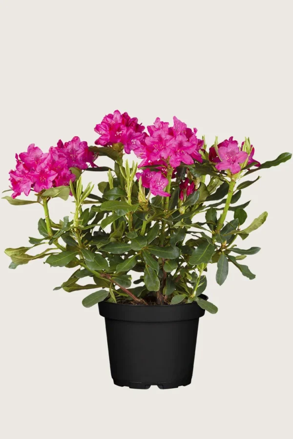 Röd-Rhododendron-Kruka-Välgrenad-60cm.webp