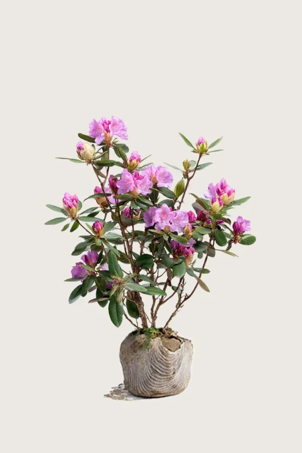 Röd-Rhododendron-Rotklump-Grenad-100cm.webp
