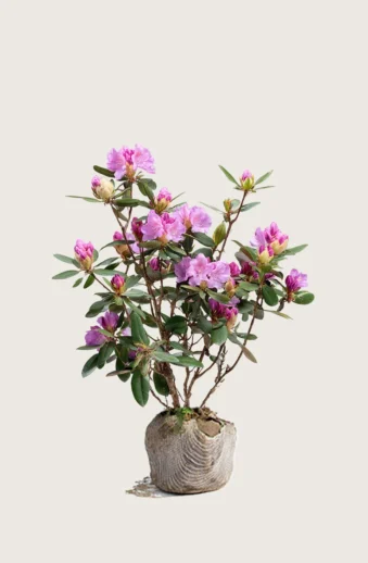 Röd-Rhododendron-Rotklump-Grenad-120cm.webp