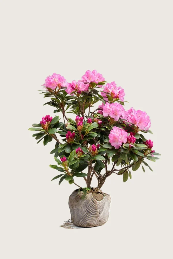 Röd-Rhododendron-Rotklump-Välgrenad-80cm.webp