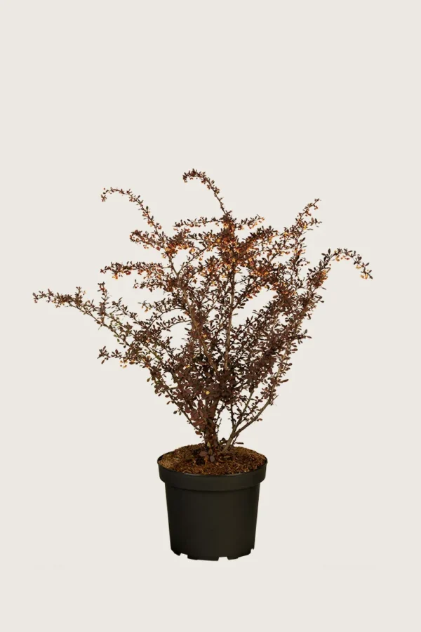 Röd-häckberberis-Kruka-Grenad-30cm.webp