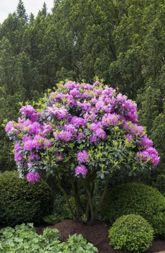 Rosa-Rhododendron-Färdig-häck-Välgrenad-150cm.webp