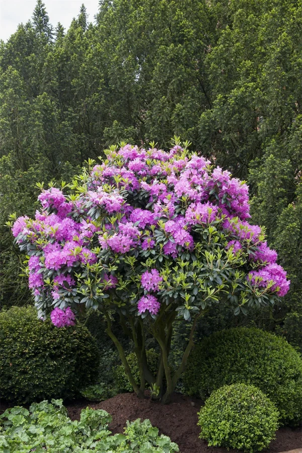 Rosa-Rhododendron-Färdig-häck-Välgrenad-200cm.webp
