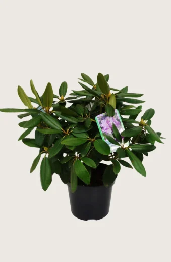 Rosa-Rhododendron-Kruka-Grenad-40cm.webp