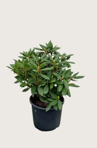 Rosa-Rhododendron-Kruka-Välgrenad-40cm.webp