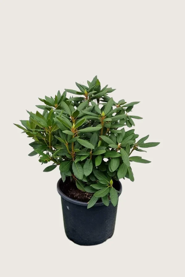 Rosa-Rhododendron-Kruka-Välgrenad-80cm.webp