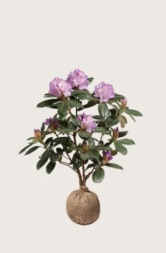 Rosa-Rhododendron-Rotklump-Grenad-120cm.webp